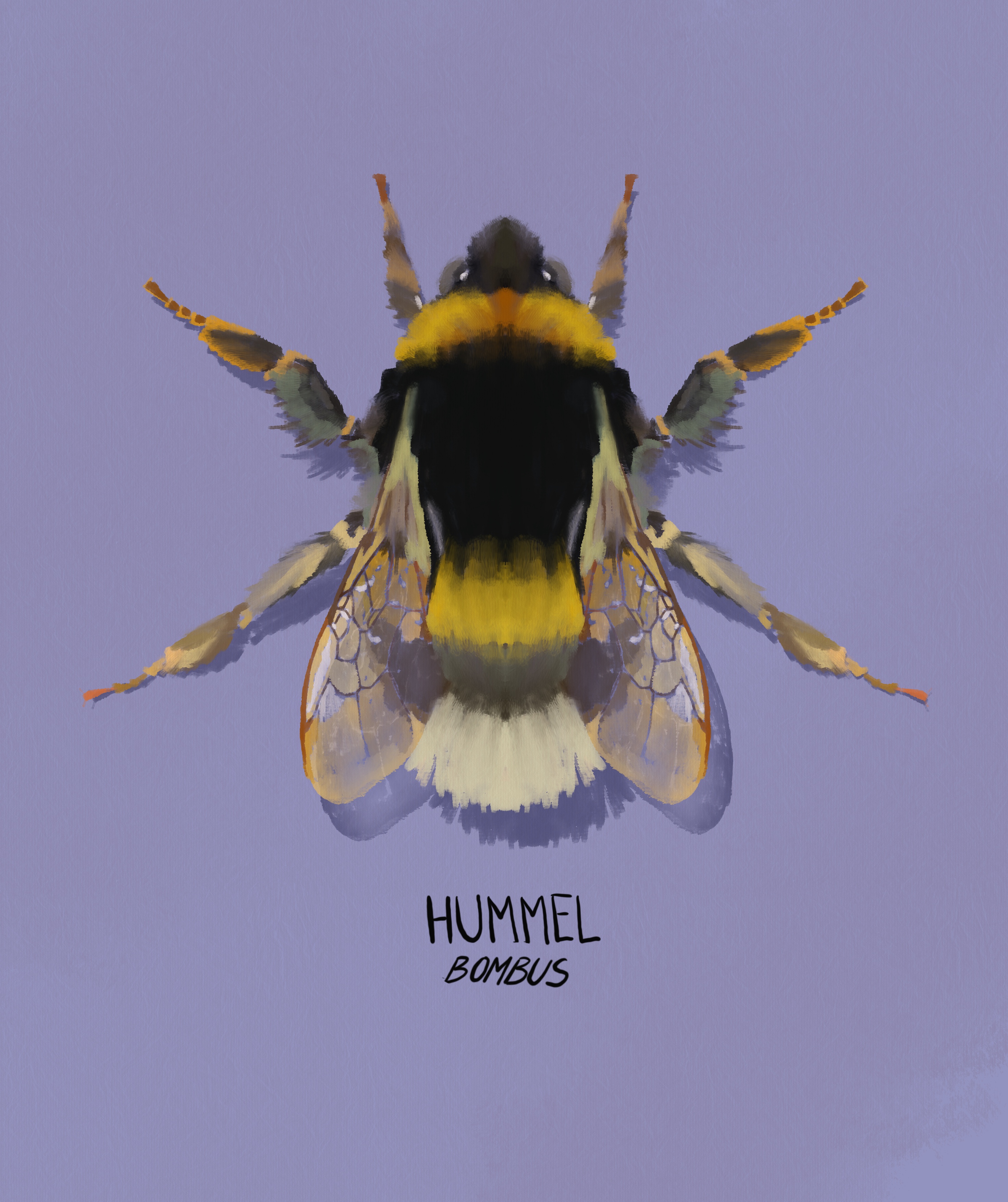 Hummel