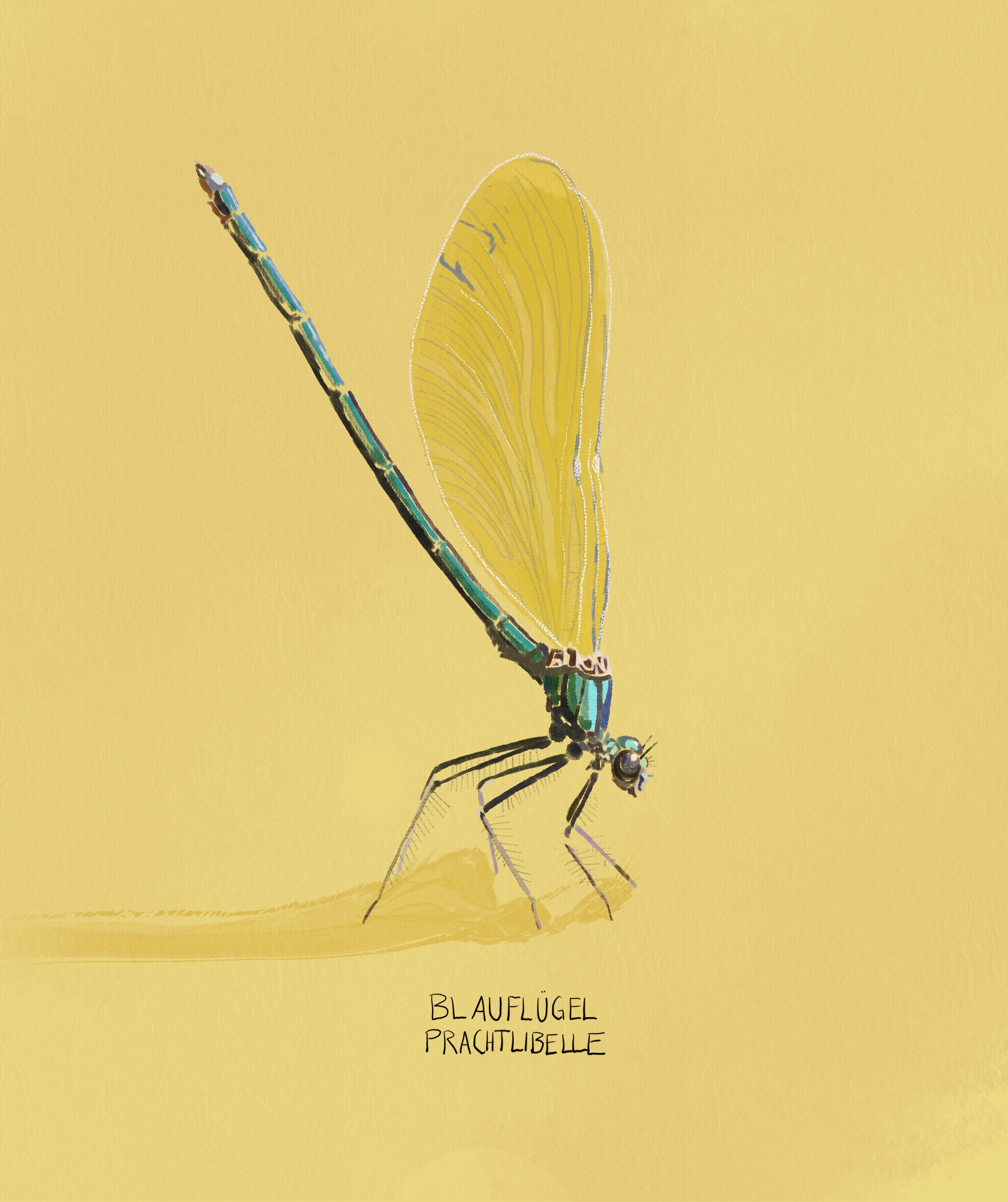 Libelle